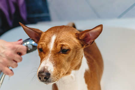 Basenji dog washing and grooming in bathroom at homeの写真素材