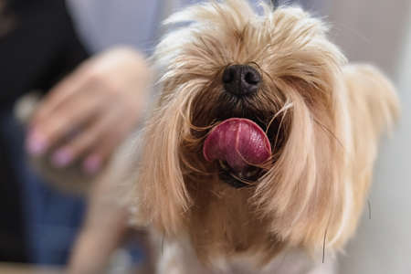Yorkshire terrier dog gets nail cut hair grooming at salon and pet spaの写真素材