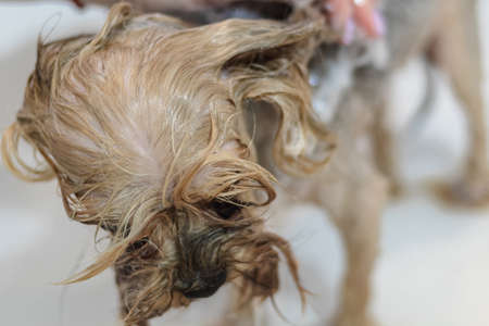 Yorkshire terrier dog gets nail cut hair grooming at salon and pet spaの写真素材