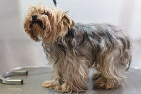 Yorkshire terrier dog gets nail cut hair grooming at salon and pet spaの写真素材