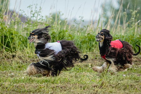 Afghan borzoi dogs in red and white shirts running and chasing lure in the field on coursing...