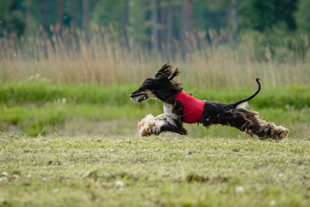 Afghan borzoi dog running fast and chasing lure across green field at dog racing competionの写真素材