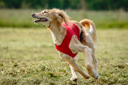 Saluki dog in red shirt running in green field and chasing lure at full speed on coursing competition straight into cameraの写真素材
