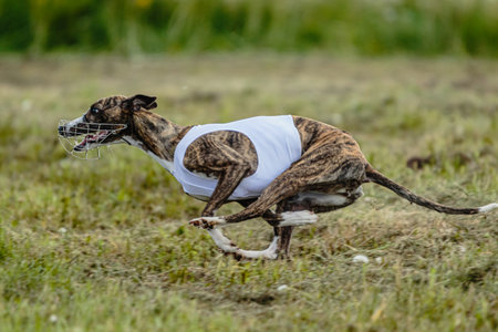 Whippet dog in white shirt running and chasing lure in the field on coursing competitionの写真素材