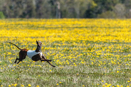 Greyhound dog lifted off the ground running fast across green fieldの写真素材