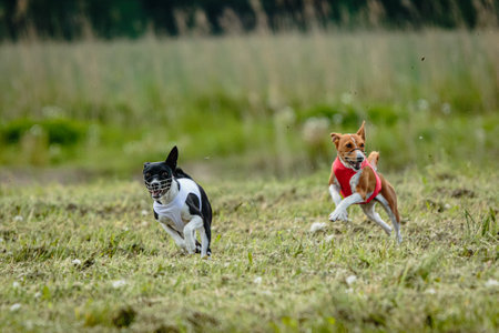 Basenji dogs in red and white shirts running and chasing lure in the field on coursing competitionの写真素材