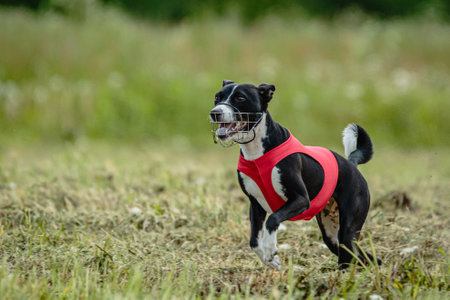 Basenji dog in red shirt running and chasing lure in the field on coursing competitionの写真素材