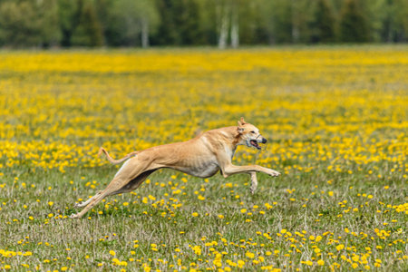 Greyhound dog running fast and chasing lure across green field at dog racing competionの写真素材