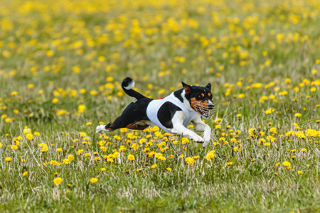 Basenji dog in white shirt running and chasing lure in the field on coursing competition