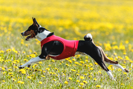 Basenji dog running in red jacket on coursing field at competition in summerの写真素材