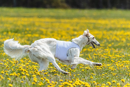 Borzoi dog in white shirt running and chasing lure in the field on coursing competitionの写真素材