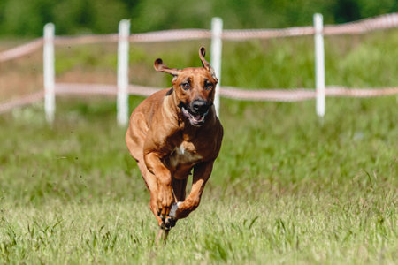 Dog flying moment of running across the field on lure coursing competitionの写真素材