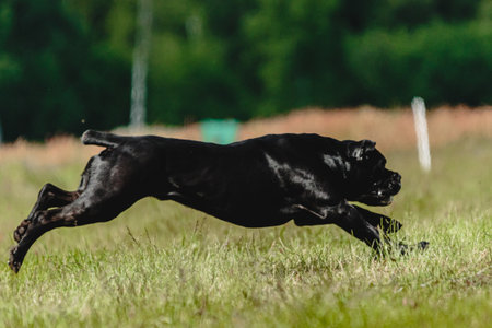 Cane corso dog running fast and chasing lure across green field at dog racing competion