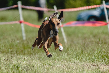 Azawakh dog lifted off the ground during the dog racing competition running straight into cameraの写真素材