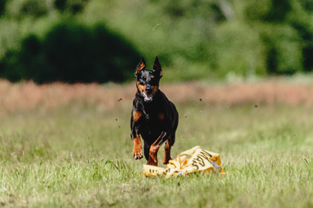 Dobermann dog running fast and chasing lure across green field at dog racing competionの写真素材