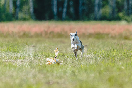 Whippet dog lifted off the ground during the dog racing competition running straight into cameraの写真素材