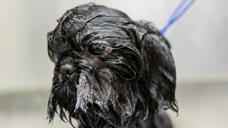 Cat washing and grooming close up getting professional service at pet salon by groomerの写真素材