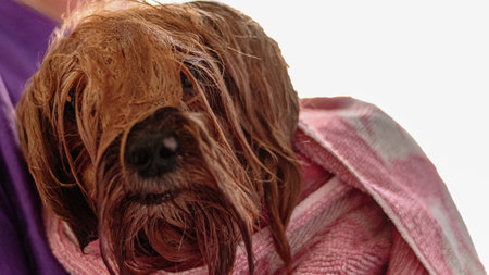 Cat washing and grooming close up getting professional service at pet salon by groomerの写真素材