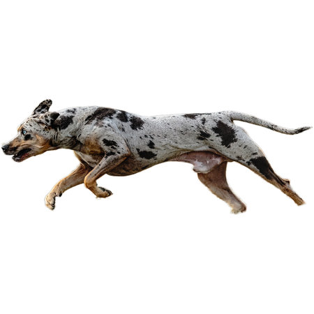 Dog running in field and chasing at full speed on competition straight on camera isolated on white backgroundの写真素材