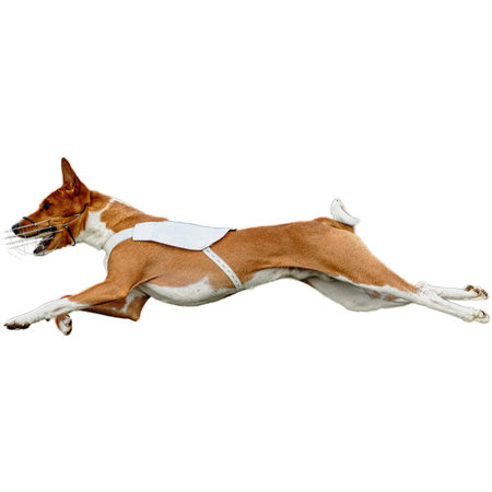 Dog running in field and chasing at full speed on competition straight on camera isolated on white backgroundの写真素材