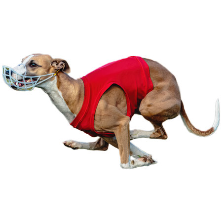 Dog running in field and chasing at full speed on competition straight on camera isolated on white backgroundの写真素材