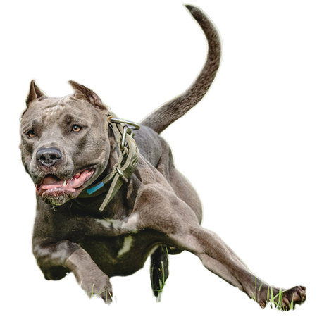 Dog running in field and chasing at full speed on competition straight on camera isolated on white backgroundの写真素材
