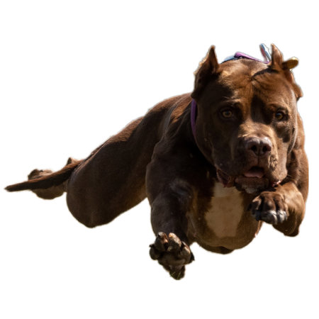Dog running in field and chasing at full speed on competition straight on camera isolated on white backgroundの写真素材