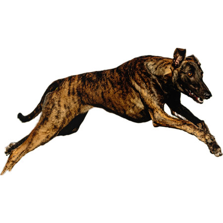 Dog running in field and chasing at full speed on competition straight on camera isolated on white backgroundの写真素材