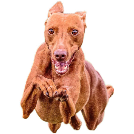 Dog running in field and chasing at full speed on competition straight on camera isolated on white backgroundの写真素材