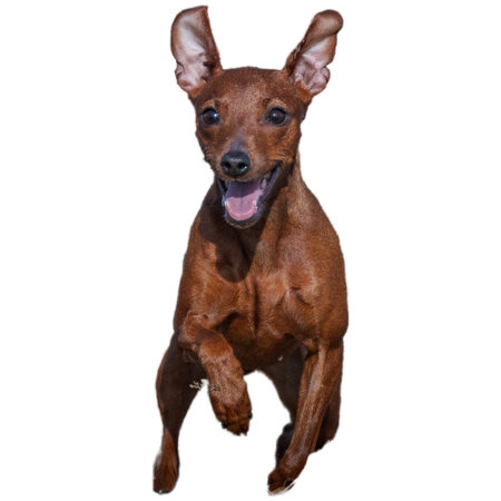 Dog running in field and chasing at full speed on competition straight on camera isolated on white backgroundの写真素材