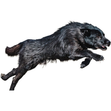 Dog running in field and chasing at full speed on competition straight on camera isolated on white backgroundの写真素材