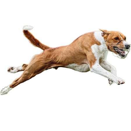 Dog running in field and chasing at full speed on competition straight on camera isolated on white backgroundの写真素材