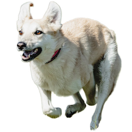 Dog running in field and chasing at full speed on competition straight on camera isolated on white...