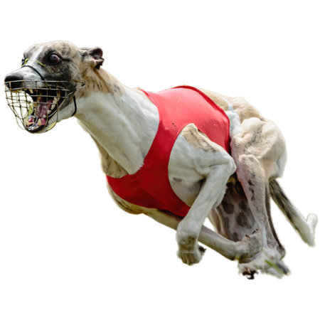 Dog running in field and chasing at full speed on competition straight on camera isolated on white...