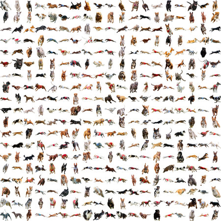 Dogs collage running catching hunting straight on camera isolated on white background at full speed on competitionの写真素材