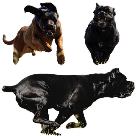 Dog collage running catching hunting straight on camera isolated on white background at full speed on competitionの写真素材