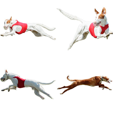 Dog collage running catching hunting straight on camera isolated on white background at full speed on competitionの写真素材