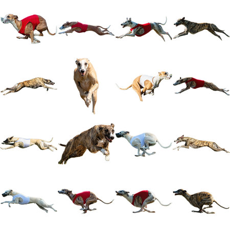 Dog collage running catching hunting straight on camera isolated on white background at full speed on competitionの写真素材