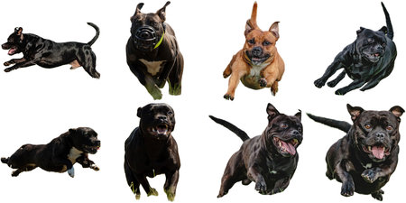 Dog collage running catching hunting straight on camera isolated on white background at full speed on competitionの写真素材