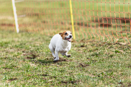 Dog running straight on camera and chasing coursing lure on green fieldの写真素材