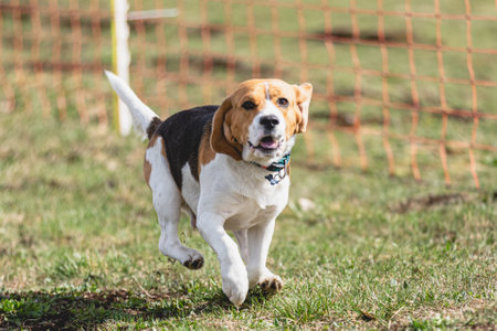 Dog running straight on camera and chasing coursing lure on green fieldの写真素材