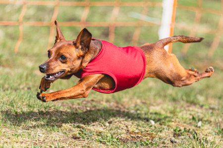 Dog running straight on camera and chasing coursing lure on green fieldの写真素材