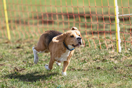 Dog running straight on camera and chasing coursing lure on green fieldの写真素材