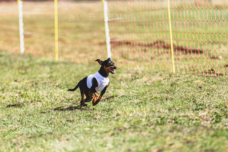 Dog running straight on camera and chasing coursing lure on green fieldの写真素材