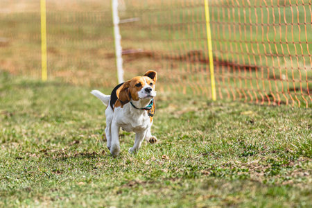 Dog running straight on camera and chasing coursing lure on green fieldの写真素材
