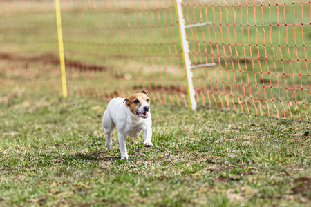 Dog running straight on camera and chasing coursing lure on green fieldの写真素材