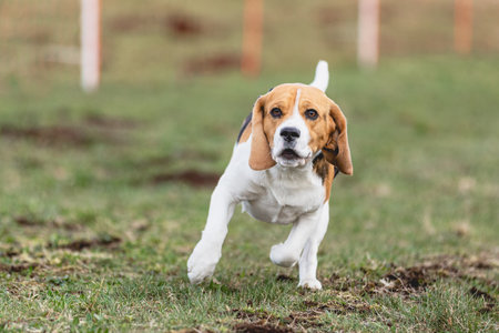 Dog running straight on camera and chasing coursing lure on green fieldの写真素材