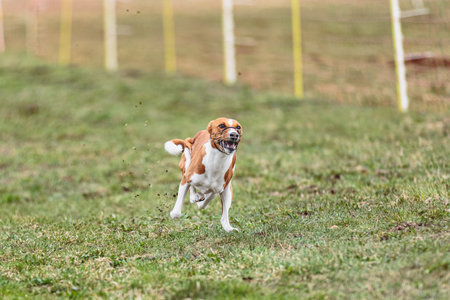 Dog running straight on camera and chasing coursing lure on green fieldの写真素材