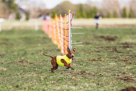 Dog running straight on camera and chasing coursing lure on green fieldの写真素材