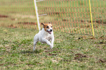Dog running straight on camera and chasing coursing lure on green fieldの写真素材